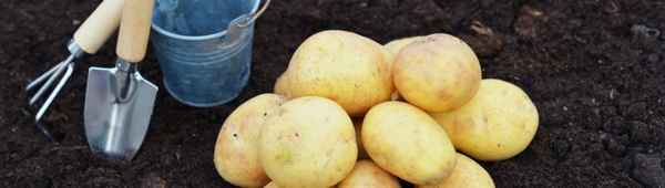 Картофель Колобок: описание, выращивание и особенности ухода