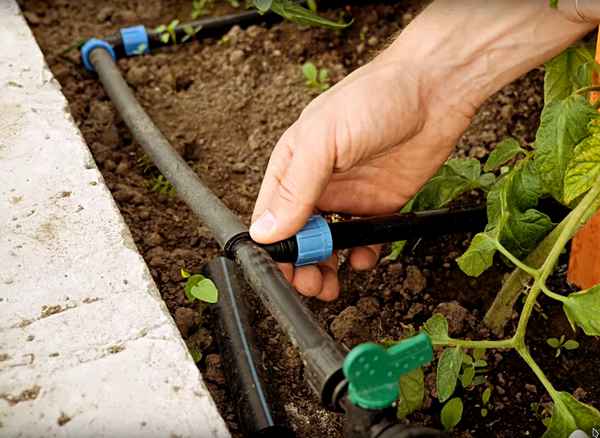 Как выбрать или сделать капельный полив в теплице своими руками?