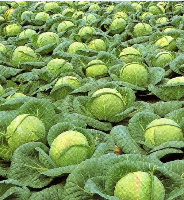 Сорт капусты Колобок: описание, агротехника выращивания