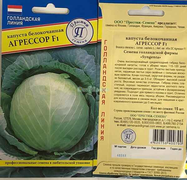 Капуста Агрессор: описание и хаpaктеристика сорта, особенности хранения урожая