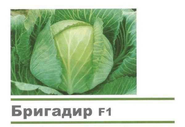 Капуста Бригадир F1: особенности и хаpaктеристика сорта, выращивание и уход