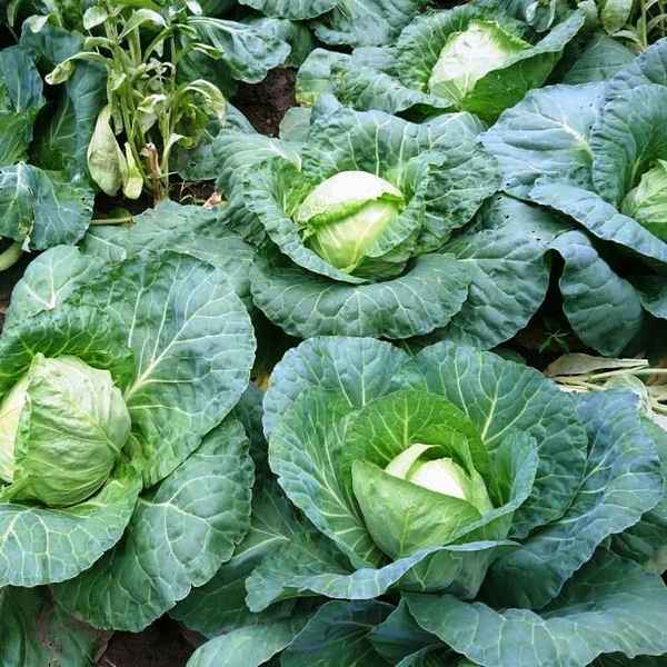 Особенности выращивания и ухода за капустой Июньская