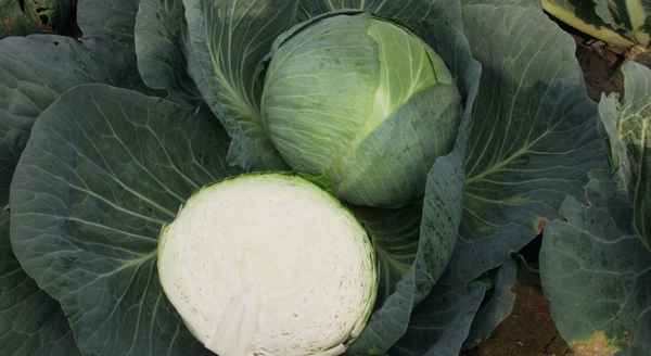 Капуста Центурион: хаpaктеристика сорта, выращивание и уход