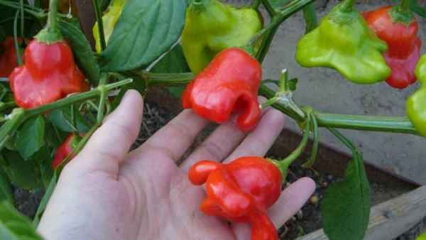 Перец-дерево Спрут Новогодний: особенности выращивания и уход за сортом