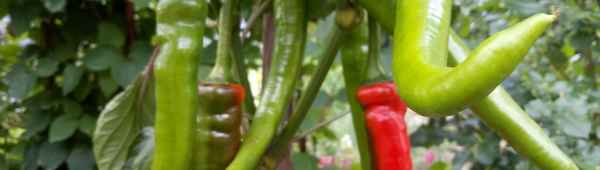 Перец Цицак: выращивание и вкусовые качества сорта