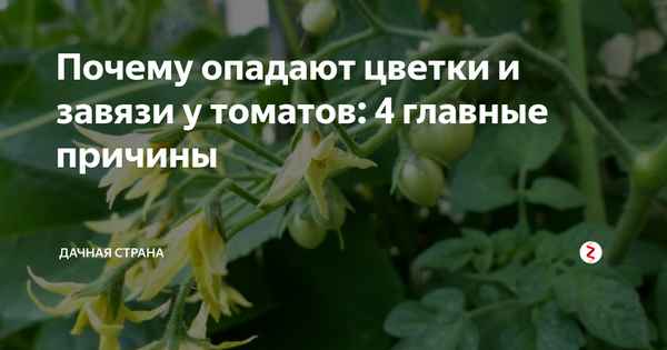Почему на перцах нет завязей: основные причины