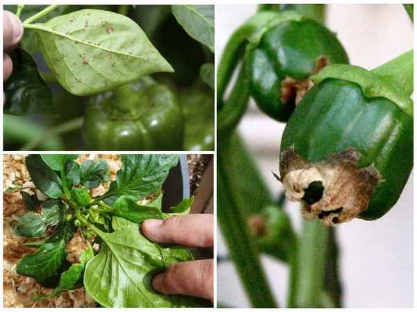 Как бороться с тлёй на перцах в теплице