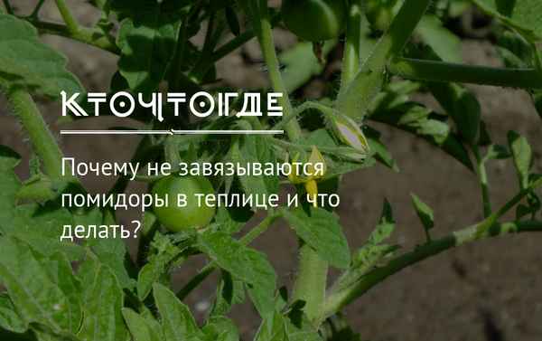 Что делать, если не завязываются помидоры в теплице?