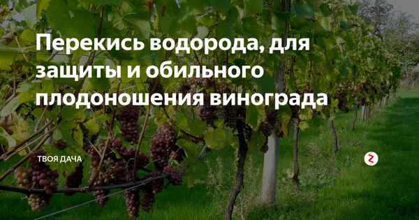 Обработка винограда перекисью водорода для защиты и плодоношения