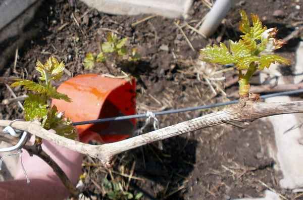 Как провести подкормку винограда перед цветением