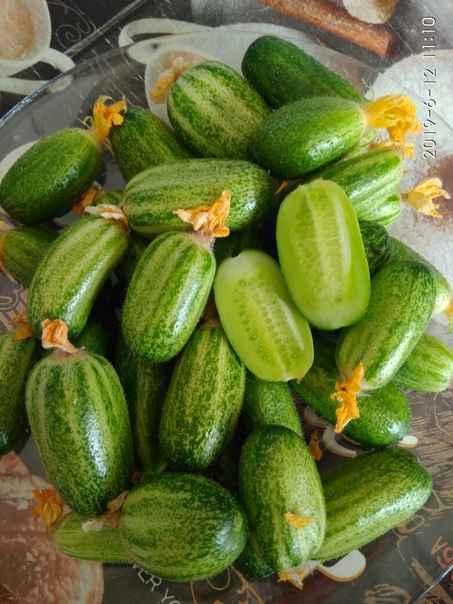 Огурец Чупа-Щупс: описание и выращивание сорта