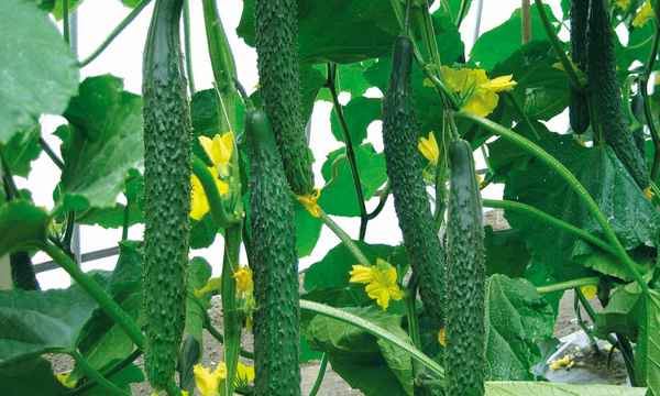 Особенности выращивания и посадки огурцов Настоящий мужик