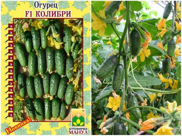 Хаpaктеристика огурцов сорта Колибри