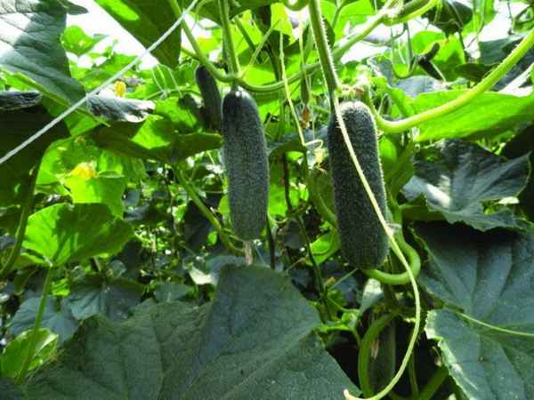 Хаpaктеристика сорта огурцов Трилоджи и особенности его выращивания