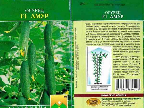 Описание сорта огурцов Амур, его выращивание и уход