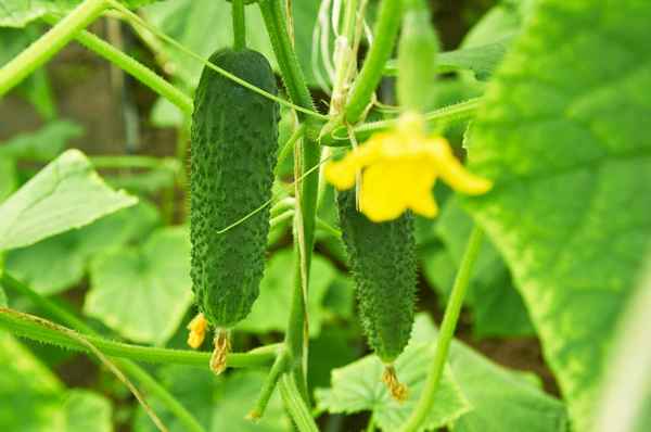 Описание сорта огурцов Щедрик и особенности его выращивания