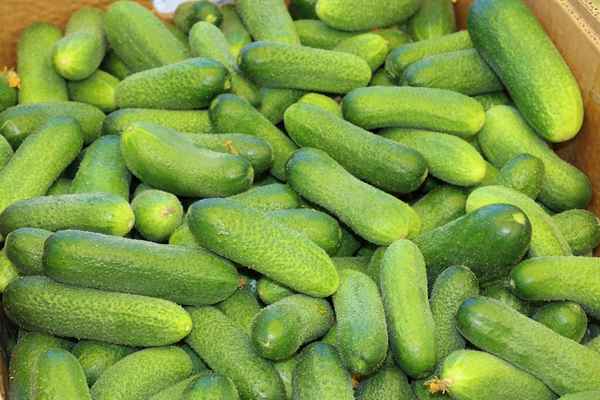 Огурцы Луховицкие: описание, особенности выращивания и ухода