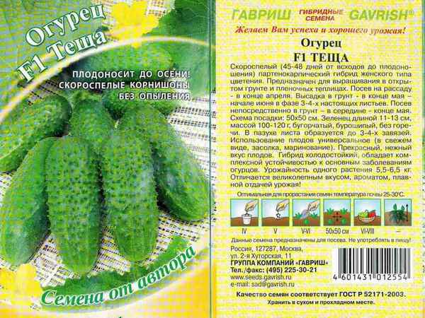 Сорт огурцов Тёща: хаpaктеристика и особенности выращивания