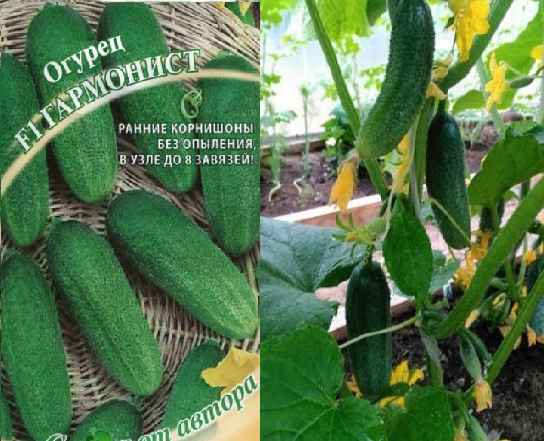 Сорт огурцов Гармонист: хаpaктеристика, секреты успешного выращивания