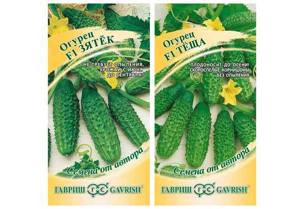 Огурцы Зятек F1: описание и посадка сорта
