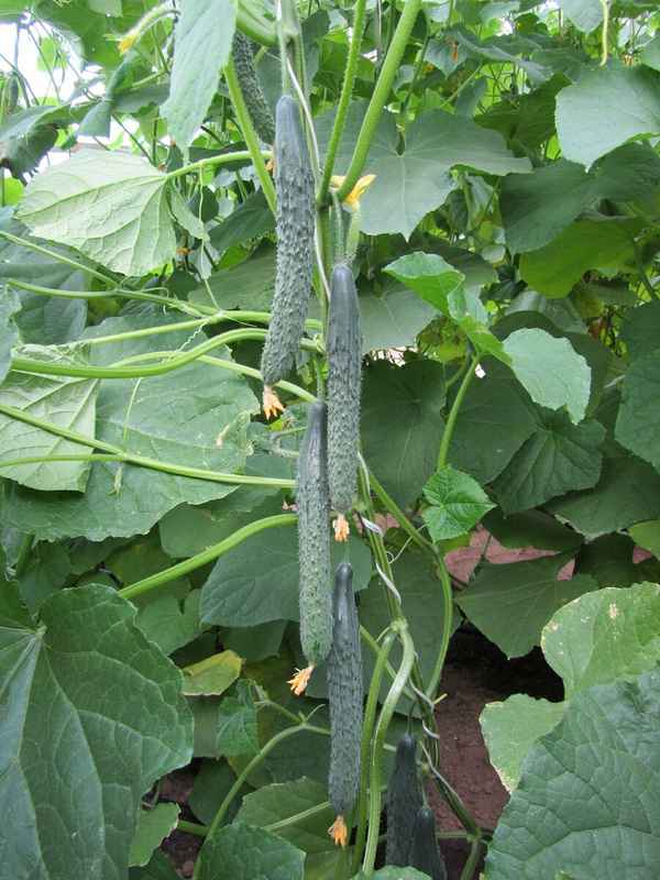 Огурцы Изумрудный поток: описание и особенности выращивание сорта