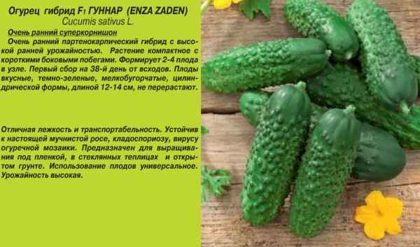 Огурцы сорта «Гуннар F1»: описание и особенности выращивания