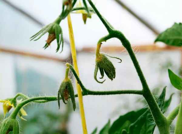 Почему опадают цветки у помидоров в теплице и как с этим бороться
