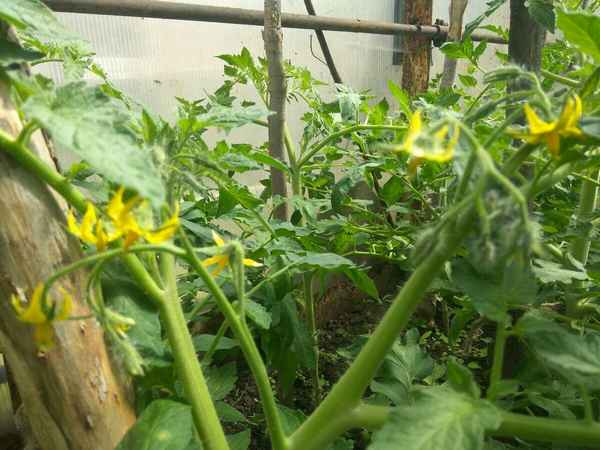 Почему не цветут помидоры в теплице и что при этом делать?