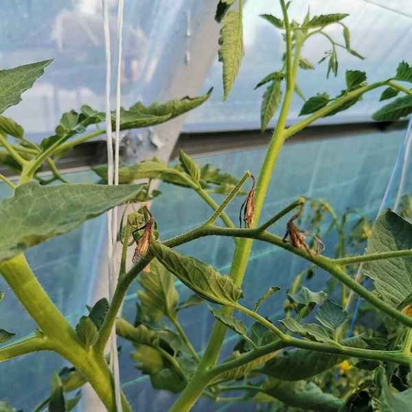 Почему опадают помидоры в теплице и что при этом делать