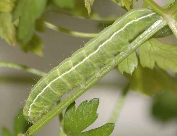 Чем обработать помидоры от гусениц в теплице