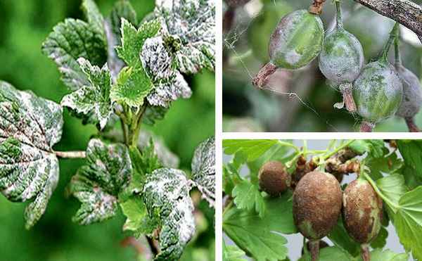 Парша на крыжовнике — как избавиться: чем опрыскать или обработать