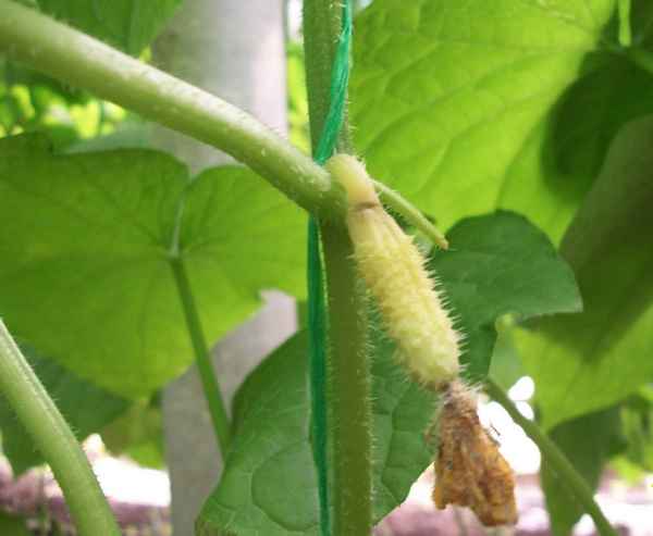 Желтеют завязи огурцов в теплице: причины и что при этом делать