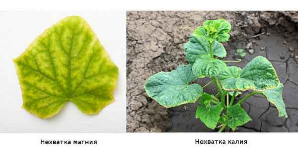 Огурцы в теплице деформированные: определение и устранение причин