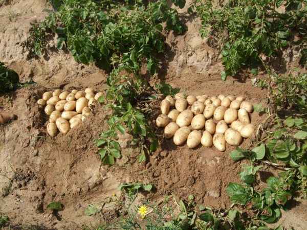 Картофель Луговской: описание, урожайность, выращивание и уход