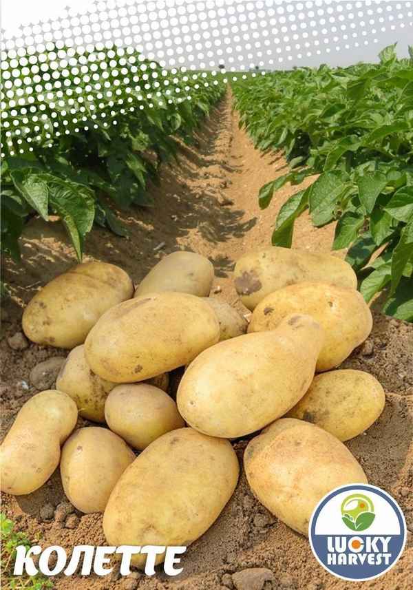 Картофель Колетте: хаpaктеристика и правила выращивания сорта