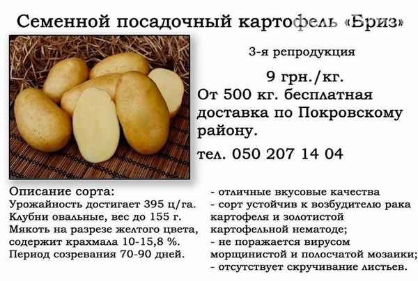 Картофель Бриз: хаpaктеристика сорта, особенности выращивание и ухода
