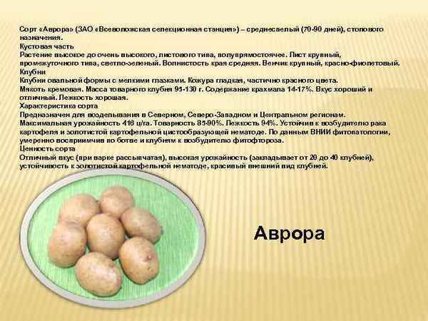 Картофель Аврора: описание и особенности выращивания сорта