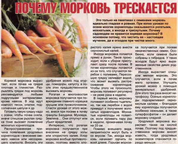 Почему вянет морковь на грядке и как это предотвратить?