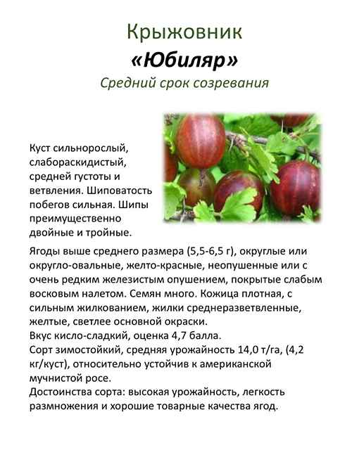 Крыжовник Донецкий: хаpaктеристика, особенности выращивания и размножения