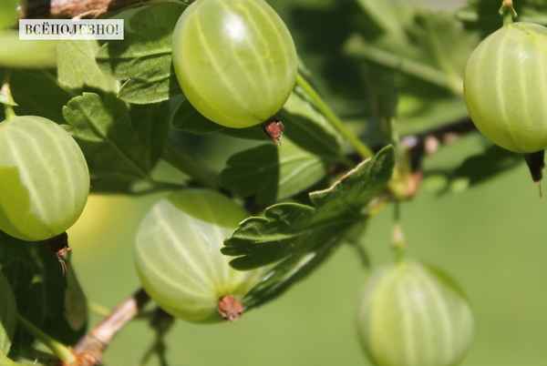 Крыжовник Балтийский: хаpaктеристика, особенности выращивания и размножения