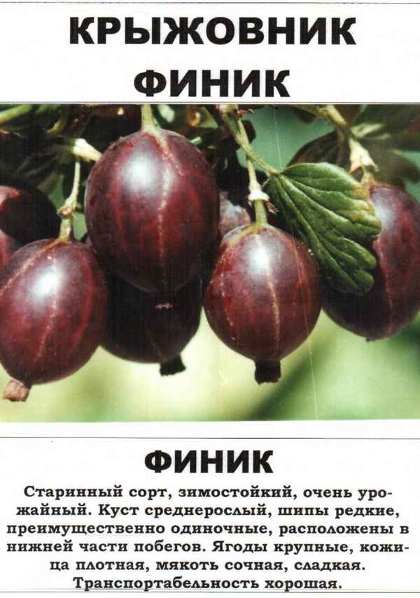 Крыжовник Финик — внешний вид, основные хаpaктеристики сорта