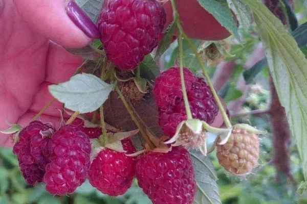 Ремонтантное малиновое дерево (штамбовая малина) Королевская власть: хаpaктеристика