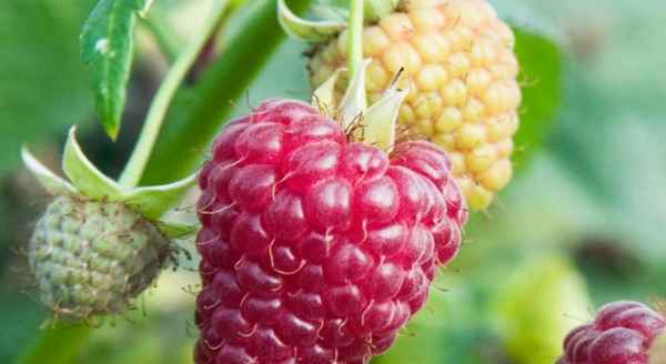 Сорт малины Калашник: хаpaктеристика, особенности выращивания, сроки созревания