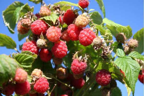 Особенности малины сорта Хейса