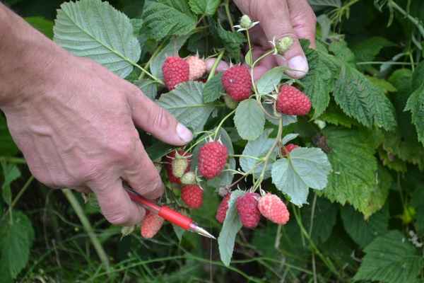Малина Каскад делайт: хаpaктеристика, особенности агротехники