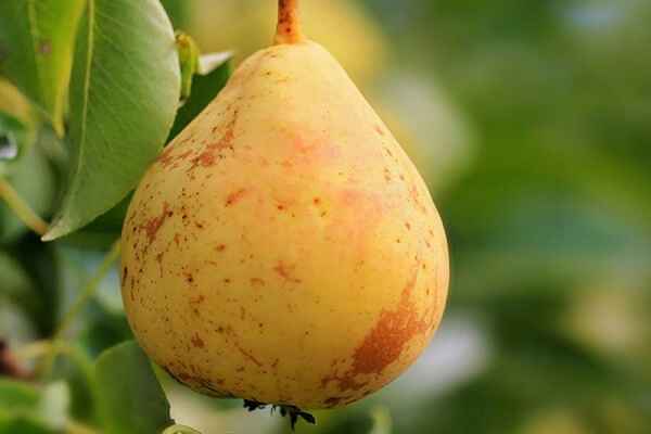 Ботаническое описание и особенности выращивания на участке груши сорта Северянка