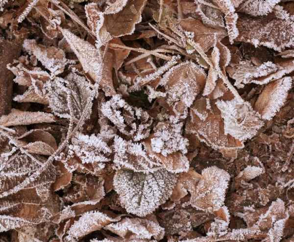 Где зимуют вредители сада и как их побороть