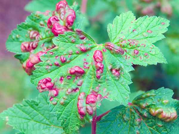 Красные пятна на листьях смородины: что за болезнь, чем лечить