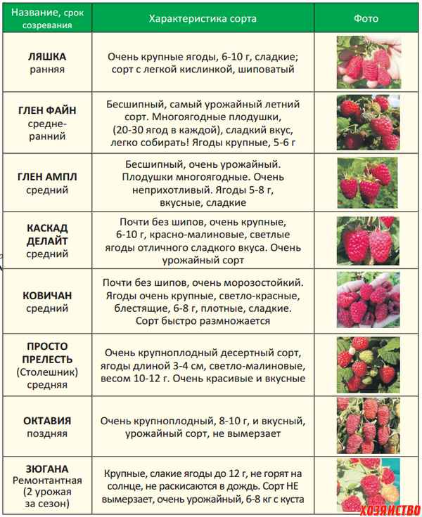 Ягод будет столько, что тары не хватит! Календарь ухода за малиной по месяцам