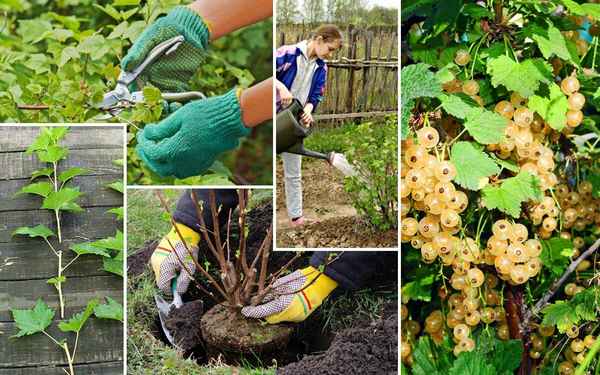 Белая смородина: выращивание и уход